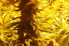 cannabis bud